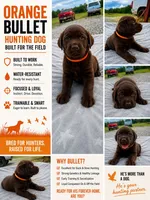 Benelli , a female Labrador Retriever for sale in Roberta, GA – 1 of 8