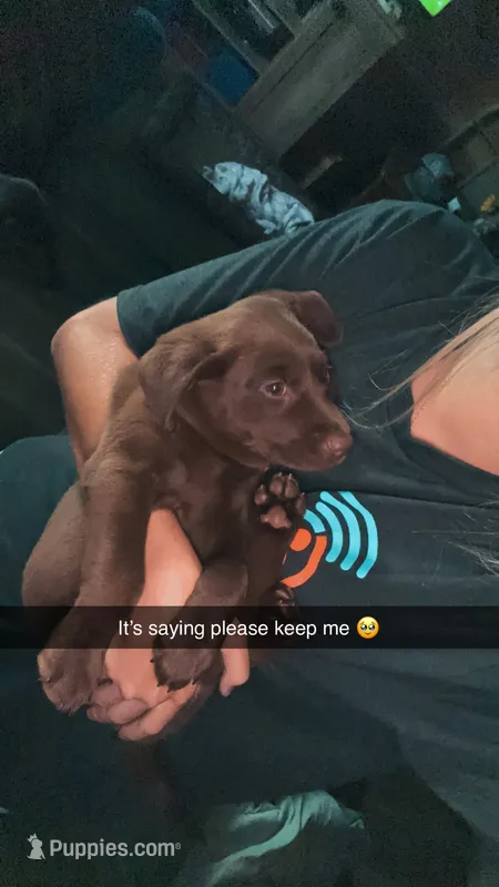 Sage – Labrador Retriever puppy for sale in Roberta, GA
