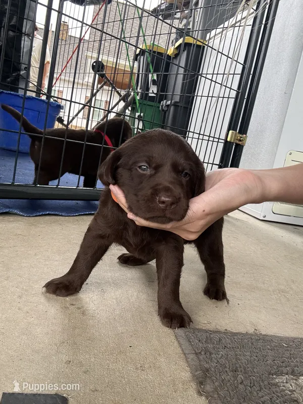 Drake  – Labrador Retriever puppy for sale in Roberta, GA