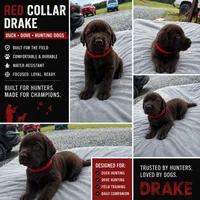 Benelli , a female Labrador Retriever for sale in Roberta, GA – 8 of 8