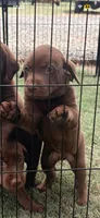 Sage, a female Labrador Retriever for sale in Roberta, GA – 2 of 3