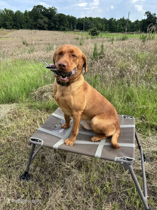 RED – Labrador Retriever puppy for sale in Roberta, GA