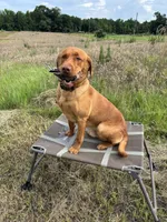 RED, a male Labrador Retriever for sale in Roberta, GA – 1 of 1