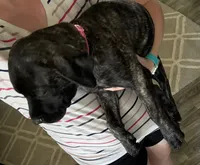 Pink, a female English Mastiff for sale in Ayden, NC – 2 of 9