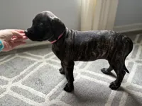 Pink, a female English Mastiff for sale in Ayden, NC – 3 of 9