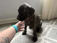 Pink, a female English Mastiff for sale in Ayden, NC – 6 of 9