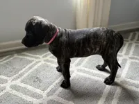 Pink, a female English Mastiff for sale in Ayden, NC – 7 of 9