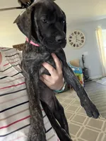 Pink, a female English Mastiff for sale in Ayden, NC – 1 of 9