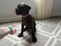 Pink, a female English Mastiff for sale in Ayden, NC – 5 of 9