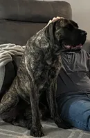 Pink, a female English Mastiff for sale in Ayden, NC – 8 of 9