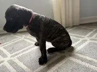 Pink, a female English Mastiff for sale in Ayden, NC – 4 of 9