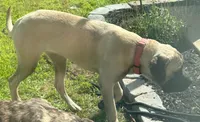 Marshmallow, a female English Mastiff for sale in Ayden, NC – 2 of 2