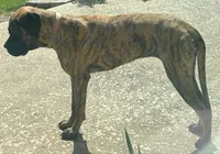 Cupcake, a female English Mastiff for sale in Ayden, NC – 2 of 2