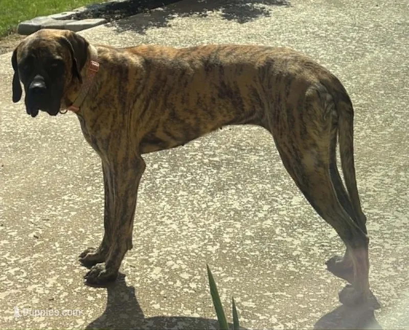 Cupcake – English Mastiff puppy for sale in Ayden, NC