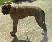 Cupcake, a female English Mastiff for sale in Ayden, NC – 1 of 2