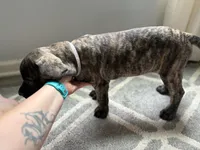Light purple, a female English Mastiff for sale in Ayden, NC – 3 of 10
