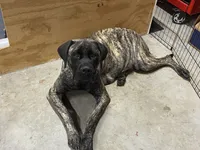 Light purple, a female English Mastiff for sale in Ayden, NC – 9 of 10