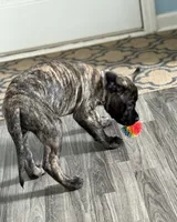 Light purple, a female English Mastiff for sale in Ayden, NC – 7 of 10