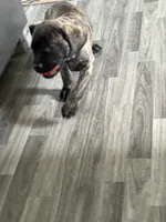 Light purple, a female English Mastiff for sale in Ayden, NC – 5 of 10