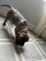Light purple, a female English Mastiff for sale in Ayden, NC – 6 of 10