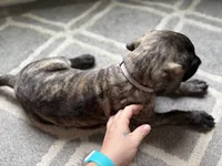 Light purple, a female English Mastiff for sale in Ayden, NC – 4 of 10