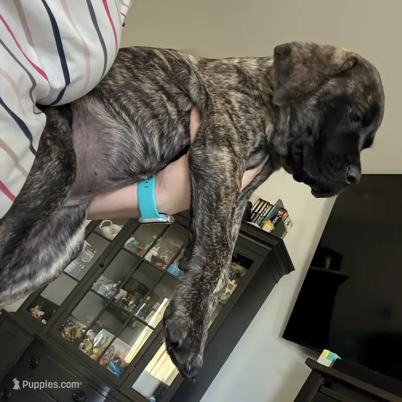 Light purple – English Mastiff puppy for sale in Ayden, NC