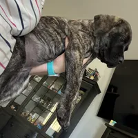 Light purple, a female English Mastiff for sale in Ayden, NC – 1 of 10