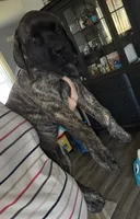 Light purple, a female English Mastiff for sale in Ayden, NC – 2 of 10