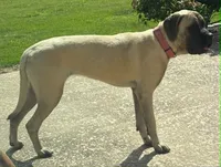 Marshmallow, a female English Mastiff for sale in Ayden, NC – 1 of 2
