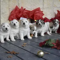 processed/16b26b31-823d-4f29-ad2e-bea0528c4b7f/facility/c4166a2f-f476-470a-a06e-d82ea81d52b3