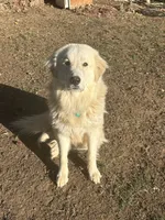AKC Rocky, a male Great Pyrenees for sale in Hooks, TX – 6 of 7