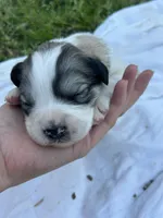 AKC F River, a female Great Pyrenees for sale in Hooks, TX – Photo 2 of 4