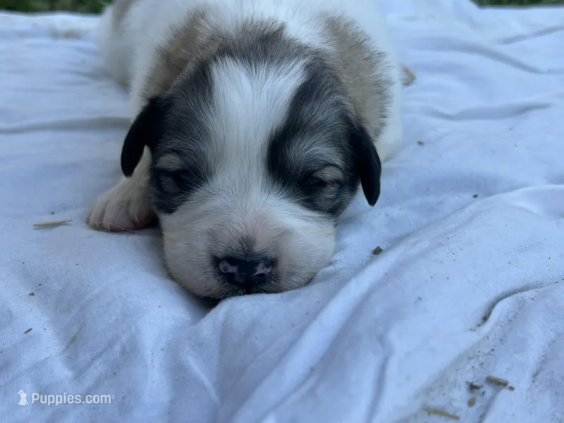 AKC F River – Great Pyrenees puppy for sale in Hooks, TX