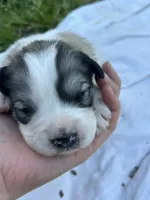 AKC F River, a female Great Pyrenees for sale in Hooks, TX – Photo 4 of 4