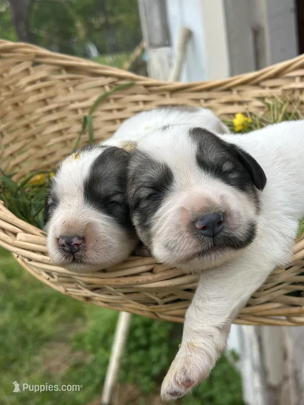 AKC River, a female Great Pyrenees for sale in Hooks, TX – Photo 1 of 3