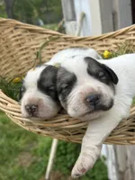 AKC River, a female Great Pyrenees for sale in Hooks, TX – Photo 1 of 3