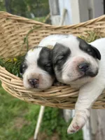 AKC River, a female Great Pyrenees for sale in Hooks, TX – Photo 3 of 3