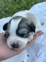 AKC F River, a female Great Pyrenees for sale in Hooks, TX – Photo 3 of 4