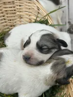 AKC River, a female Great Pyrenees for sale in Hooks, TX – Photo 2 of 3
