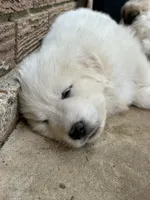 AKC Rocky, a male Great Pyrenees for sale in Hooks, TX – 3 of 7