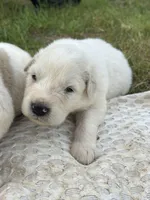 AKC Turk, a male Great Pyrenees for sale in Hooks, TX – Photo 5 of 5