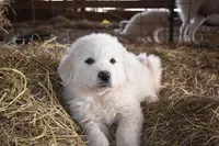 AKC Teddy, a  Great Pyrenees for sale in Hooks, TX – Photo 3 of 5