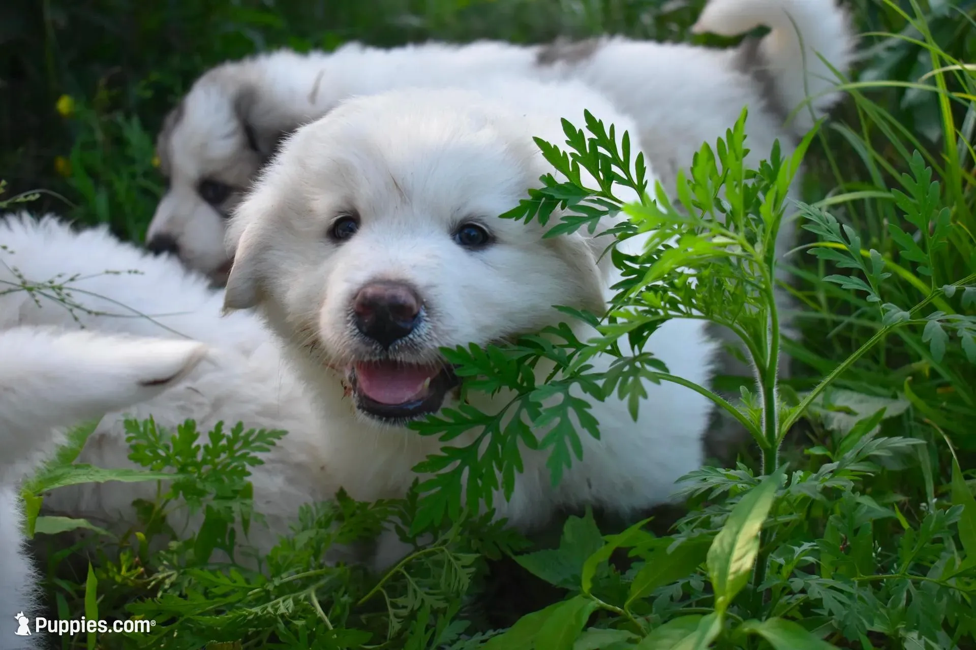 AKC Turk, a male Great Pyrenees for sale in Hooks, TX – Photo 2 of 5