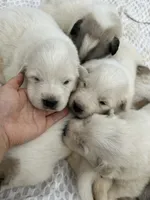 AKC Turk, a male Great Pyrenees for sale in Hooks, TX – Photo 3 of 5