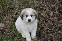 AKC Teddy, a  Great Pyrenees for sale in Hooks, TX – Photo 2 of 5