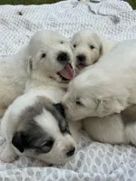 AKC Turk, a male Great Pyrenees for sale in Hooks, TX – Photo 4 of 5