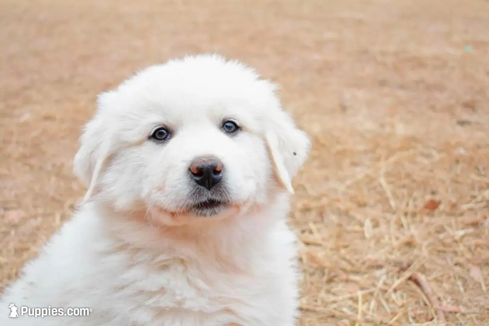 AKC Turk, a male Great Pyrenees for sale in Hooks, TX – Photo 1 of 5