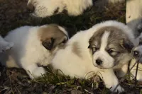 AKC F Cassie, a female Great Pyrenees for sale in Hooks, TX – Photo 5 of 5