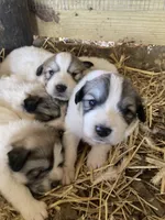 AKC F Cassie, a female Great Pyrenees for sale in Hooks, TX – Photo 4 of 5