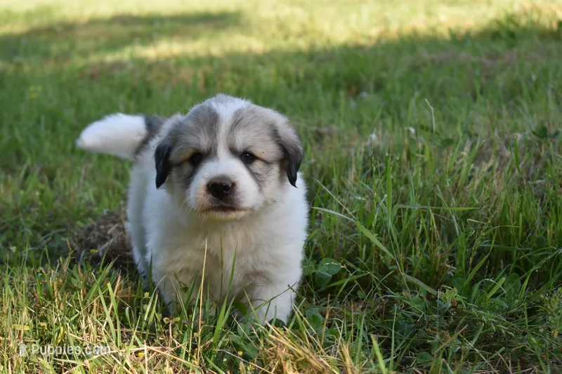AKC F Cassie, a female Great Pyrenees for sale in Hooks, TX – Photo 1 of 5